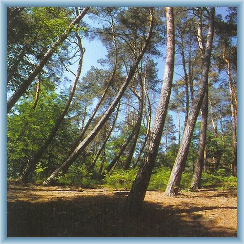 Dancing Wood