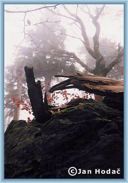 J. Hoda� - primeval forest Rychory