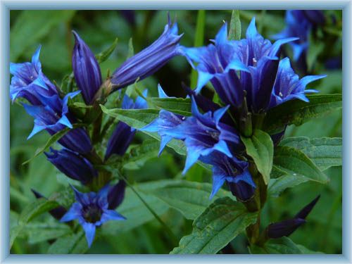 Gentian