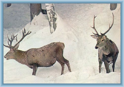 Stags in Giant mountains