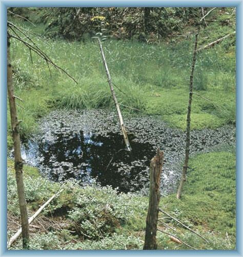Nature at peat-bog Na Sk��tku