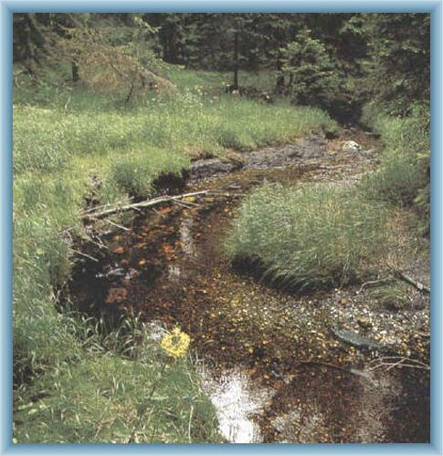 �lut� brook near peat-bog Na Sk��tku