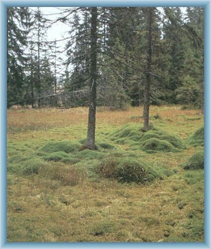 Peat-bog Rejv�z