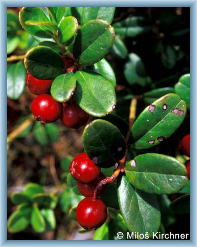 Blueberry in detail
