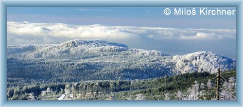 Beeches of Jizera mountains