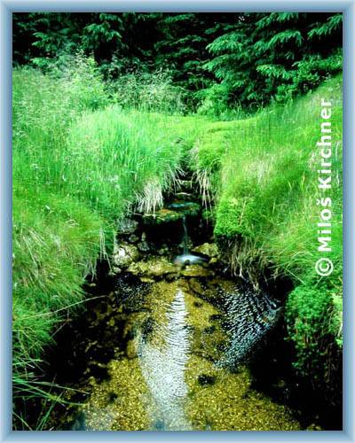Spring area of stream H�jen� potok