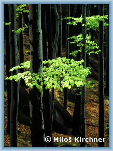 Beeches