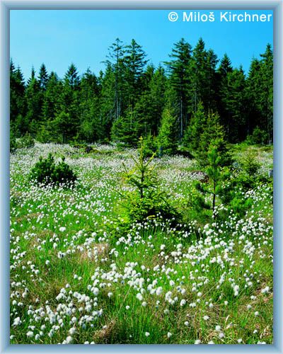 Cotton-grass meadow