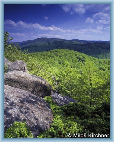 Beeches of Jizera mountains