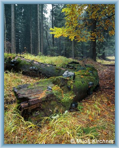 Primeval forest