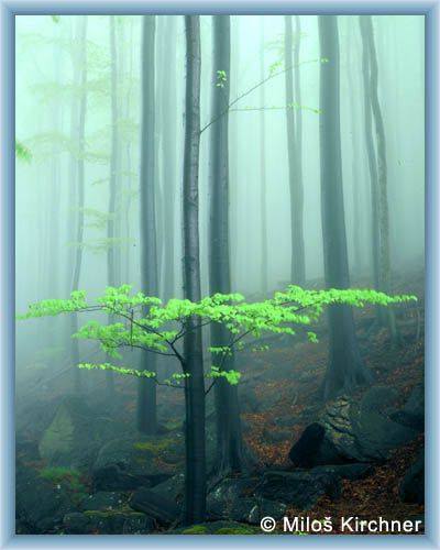 First greenery