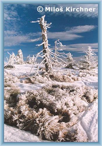 Frost morning