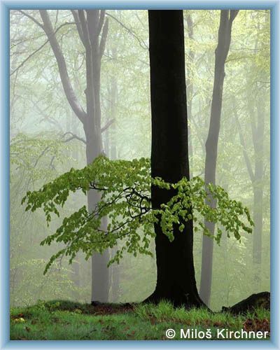 Beech and fog