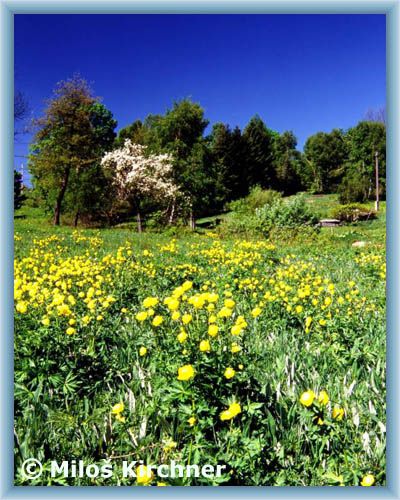 Globeflowers in Polubn�