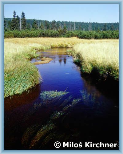 Peat-bog Velk� Jizersk� louka