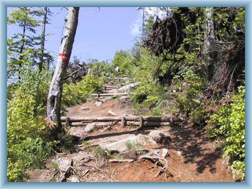 Way along the brook