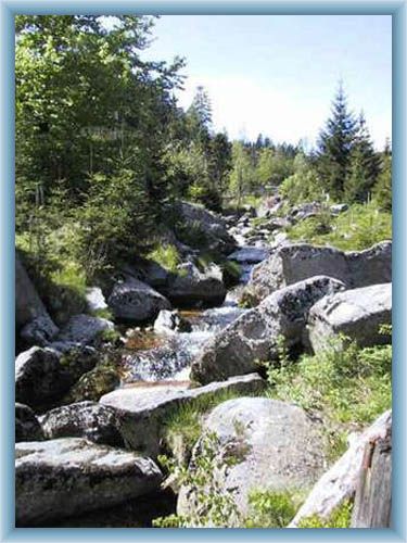Rapids of the brook