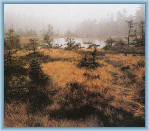 Peat-bog Na �ihadle
