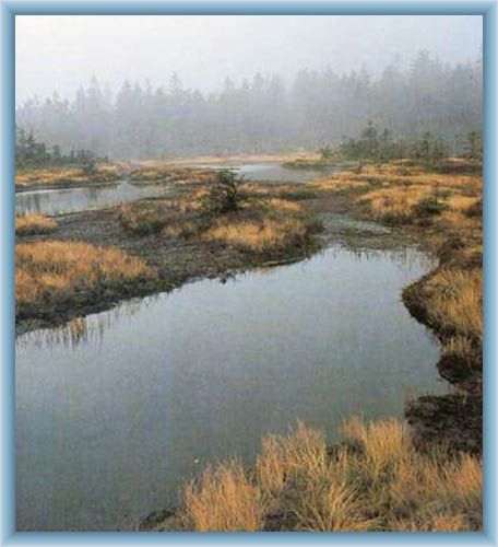 Peat-bog Na �ihadle