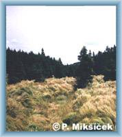 Valley Bezru�ovo �dol�