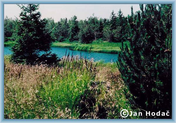 Pond �ern� rybn�k