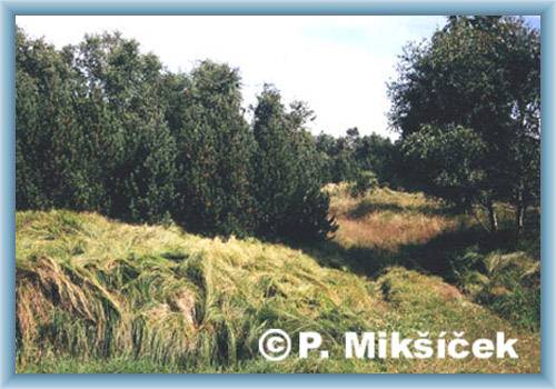 Wild vegetation