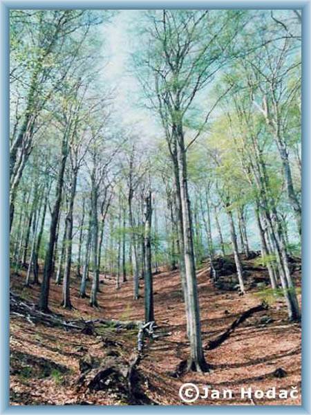 Beechwood in Ore mountains