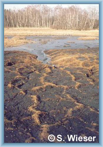 Peat-bogs Soos