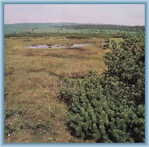 Peat-bog Bo�� Dar