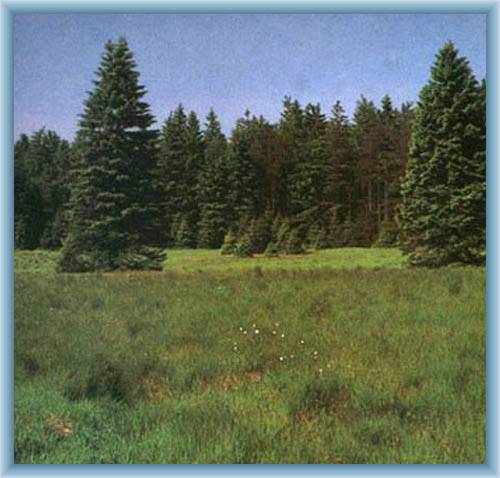Peat-bog in Fl�je
