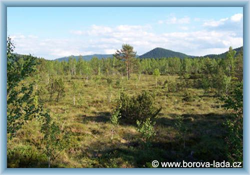 Borov� Lada - Chalupsk� peat-bog