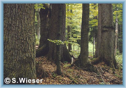 Primeval forest Bob�n