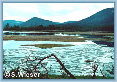 Peat-bog Chalupsk� sla� in the year 1967
