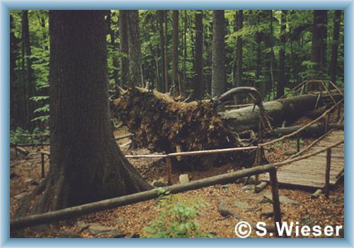 Down King of spruce, before the year 1976
