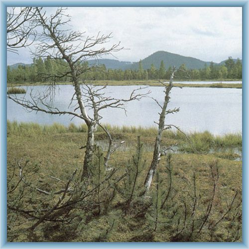 Peat-bog near Borov� Lada