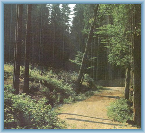Primeval forest Boub�n