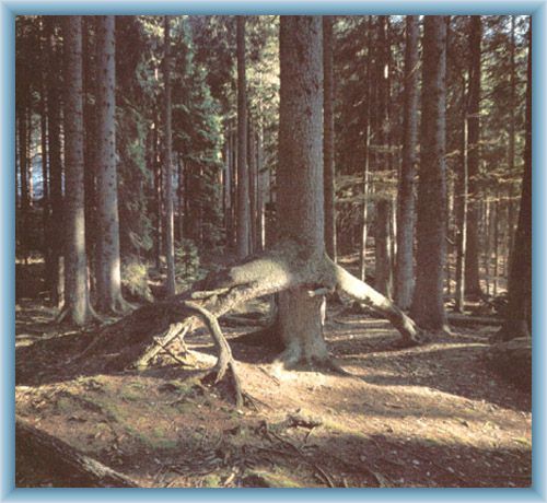 Primeval forest Boub�n