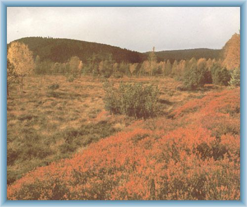 Peat-bog Chalupsk� sla�