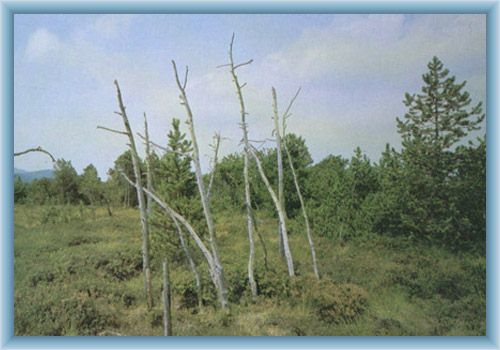 Peat-bog Mrtv� luh