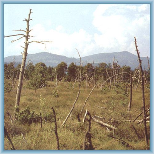 Peat-bog Mrtv� luh