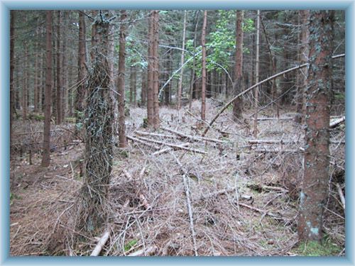 Primeval forest on slopes of mountain Pern�k