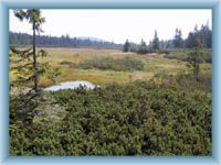 Černohorské peat-bog