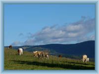 Grassland near Kněžice