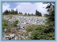 Stone sea" under the top of Králický Sněžník