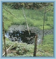 Nature at peat-bog Na Skřítku