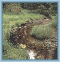 Žlutý brook near peat-bog Na Skřítku