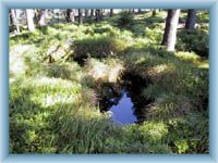 Černohorské peat-bog