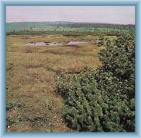 Peat-bog Boží Dar