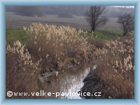 Velké Pavlovice - Stream Trkmanka