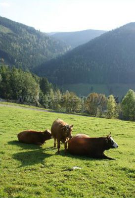 Mountain cottage Danielka - on the slope